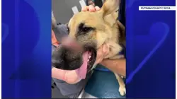 Reward offered in Southeast animal abuse case