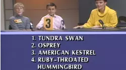 Gulls vs. Goats