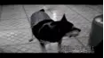 Funniest Pets & People