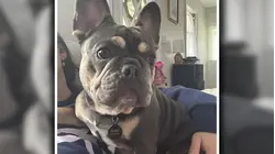 Man accused of fatally shooting Ruby the French bulldog rejects plea deal