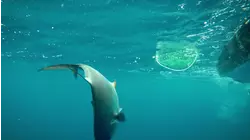 Two Conchs S1:E7 "Meet the Two Conchs"