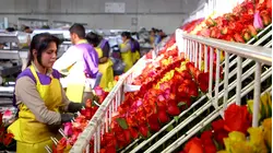 How 1.1 Billion Flowers Are Imported And Inspected In The US For Valentine's Day