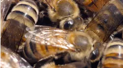 Pollinators