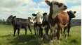 The Yorkshire Vet Countryside Specials