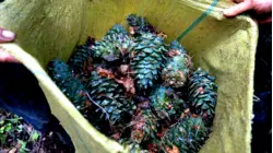 Why Pine Nuts Are So Expensive