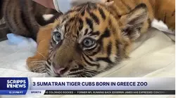 World's most endangered tigers born in Greece as zoos build a safety net