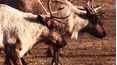 World's Wildest City: Anchorage