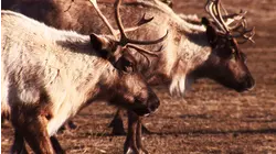 Caribou: Extreme Survivors