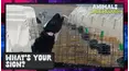 Animals Undercover