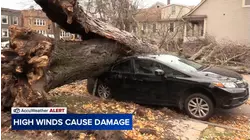 High winds down trees in Chicago
