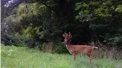 Giant Illinois Non Typical