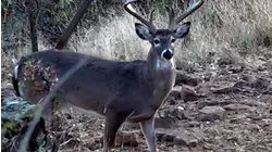 No Limits Hunting S7:E12 "Big Deer Down"