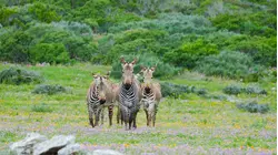 THE SANDVELD: LAND OF CONTRASTS