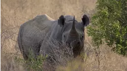 The Big 5