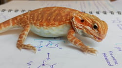 TPC That's My Pet | Reptiles