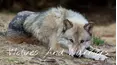 Wolves And Warriors