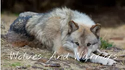 The Heart of a Wolf
