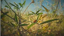 A Ladybird's Tale