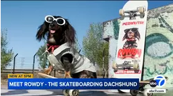 Rowdy the skateboarding Dachshund has skills, a sponsor, and a social media following