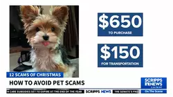 How to avoid pet scams