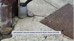 'Targeted rodent control efforts' happening in Larchmont as residents express rat concerns