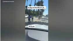 Viral palm tree photo trend stirs up controversy in Beverly Hills