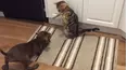 Animals Unscripted