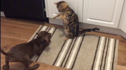 Cats vs. Dogs