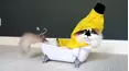 Crazy Fun Time Pet Countdown