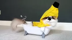 Bath Bois