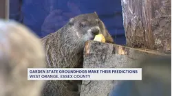 New Jersey groundhogs offer mixed winter predictions