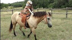 Animals Carrying Smaller Animals