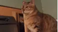 Animals Unscripted