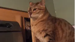 Cats Do the Darndest Things