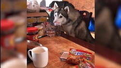 Holiday Food Thieves
