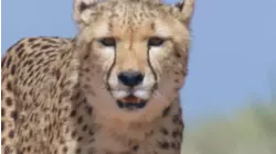 African Savannah