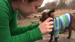 On the Farm