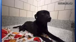 Man arrested after being seen on video abusing 9-month-old puppy, SPCA says