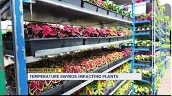 Cold snaps put gardeners on hold as Brooklyn nurseries protect spring plants