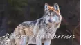 Wolves And Warriors