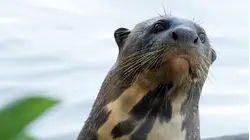 Giant Otter Refuge