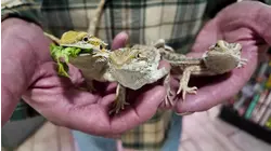 BTJ's Jungle pet shop to close its doors after 57 years