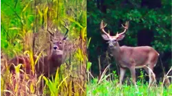 Growing Deer S12:E47 "9 Year Old Buck: Hunting Strategies"