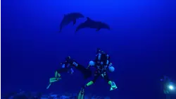 Deep Sea Corals of Polynesia