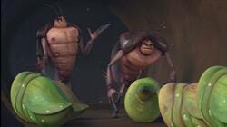 24 Hours Party Pupas
