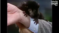The Johnny Carson Show: Animal Antics With Joan Embery (6/13/84)