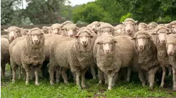 Sheep-Wrangling Dogs