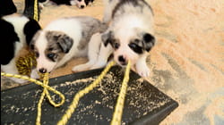 Puppy Love | Ep. 1.1
