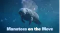 Manatees on the Move