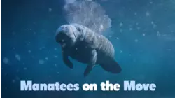 Manatees on the Move
